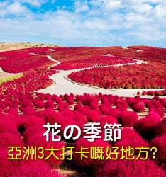 花の季節: 亞洲3大打卡嘅好地方? ?